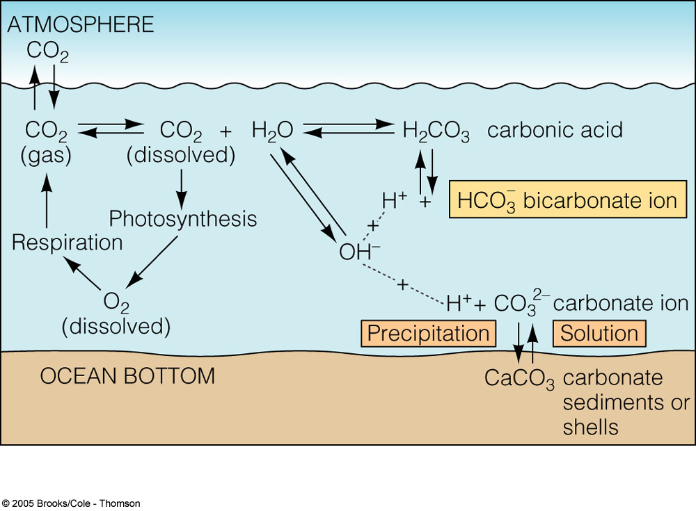 Gases Disueltos En El Agua De Mar